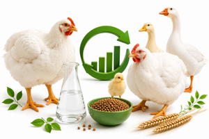 BROILER-UNIVERSAL чи BROILER-START + GROW: яку систему обрати